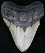 Large Megalodon Tooth - North Carolina #21666-1